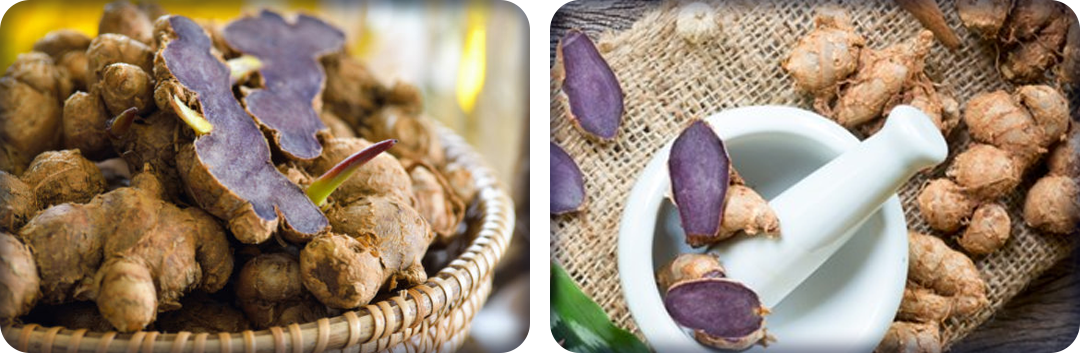 ประโยชน์ของกระชายดำ