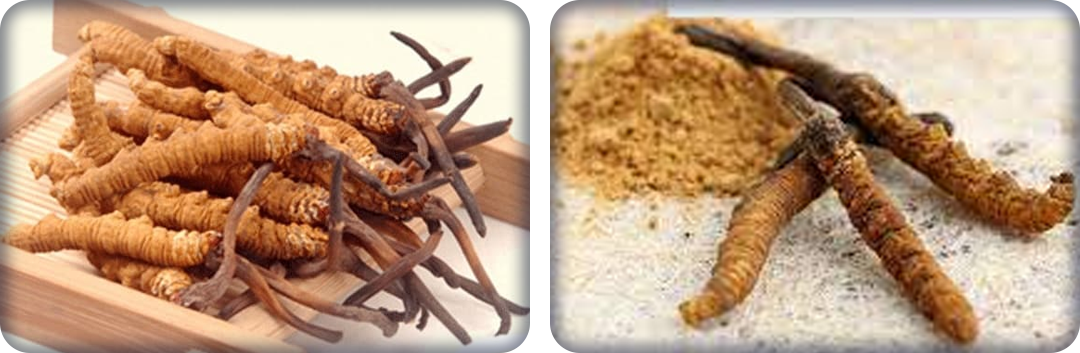 

ประโยชน์ของถั่งเช่า

เพิ่มสมรรถภาพทางเพศสำหรับผู้ชาย

รักษาสมดุลของประสาท ฮอร์โมน และระบบภูมิคุ้มกันของร่างกาย

ฟื้นฟูระบบการทำงานของไตให้ดียิ่งขึ้น

เพิ่มการไหลเวียนของโลหิตให้ดียิ่งขึ้น

ต่อต้าน และยับยั้งการลุกลามของเซลล์มะเร็งและเนื้องอก

ลดผลข้างเคียงในการรักษาโรคมะเร็งด้วยเคมีบำบัด

ลดระดับน้ำตาล และไขมันในเลือด

ลดความดันโลหิต

บำรุงโลหิต ลดการเกิดภาวะโลหิตจาง

ต้านอาการอักเสบในส่วนต่างๆ ของร่างกาย



ประโยชน์ของถั่งเช่า

