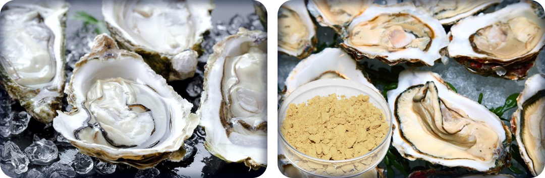 ประโยชน์ของหอยนางรม