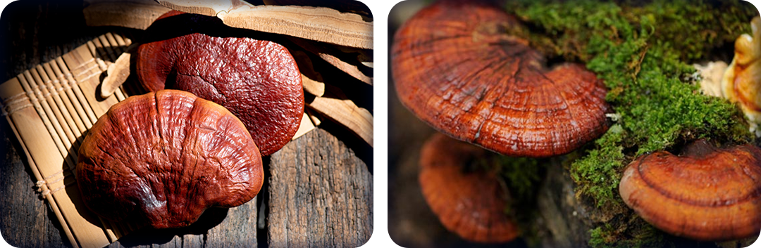 ประโยชน์ของเห็ดหลินจือ