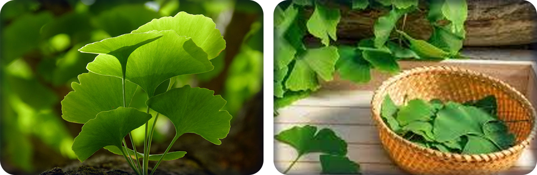 ประโยชน์ของใบแปะก๊วย