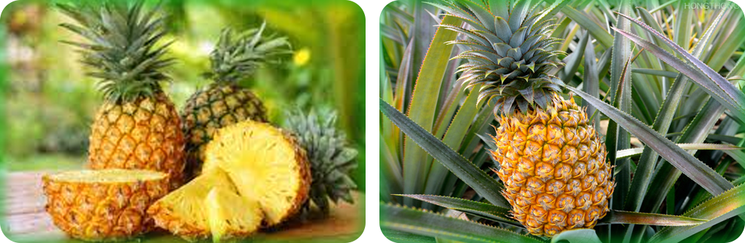 ประโยชน์ของสับปะรดไฟเบอร์