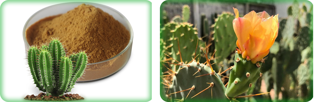 ประโยชน์ของกระบองเพชร