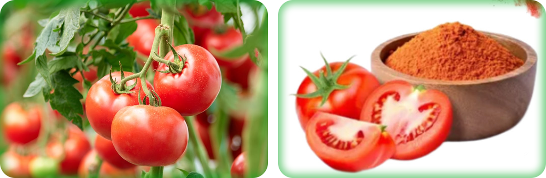 ประโยชน์ของสารสกัดจากมะเขือเทศ