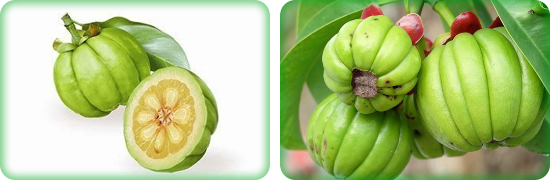 ประโยชน์ของส้มแขก