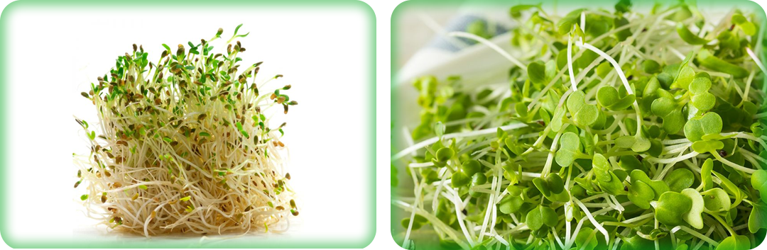 ประโยชน์ของอัลฟัลฟ่า