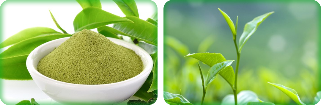 ประโยชน์ของสารสกัดชาเขียว