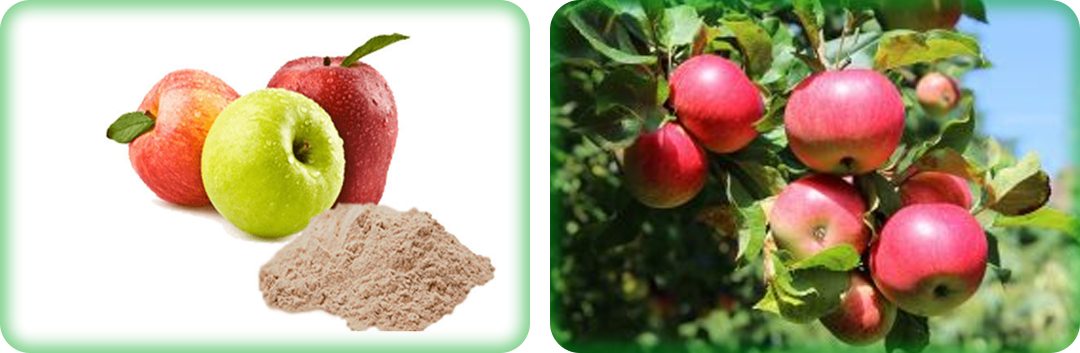 ประโยชน์ของน้ำแอปเปิ้ลผง