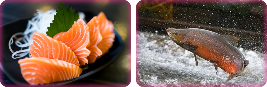 ประโยชน์ของแซลมอนคอลลาเจนเปปไทด์
