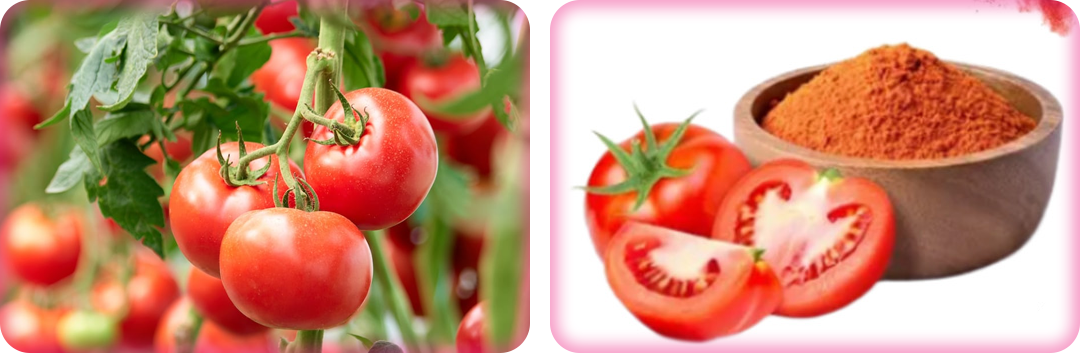 ประโยชน์ของสารสกัดจากมะเขือเทศ