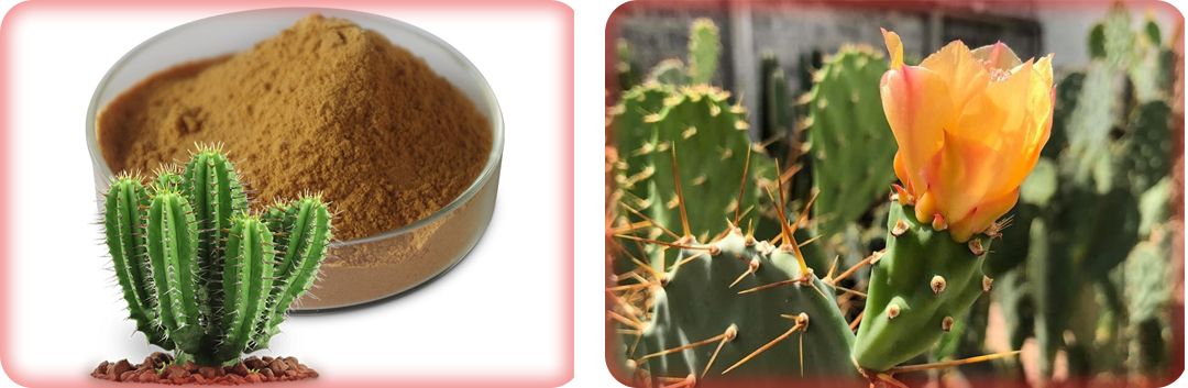 ประโยชน์ของกระบองเพชร