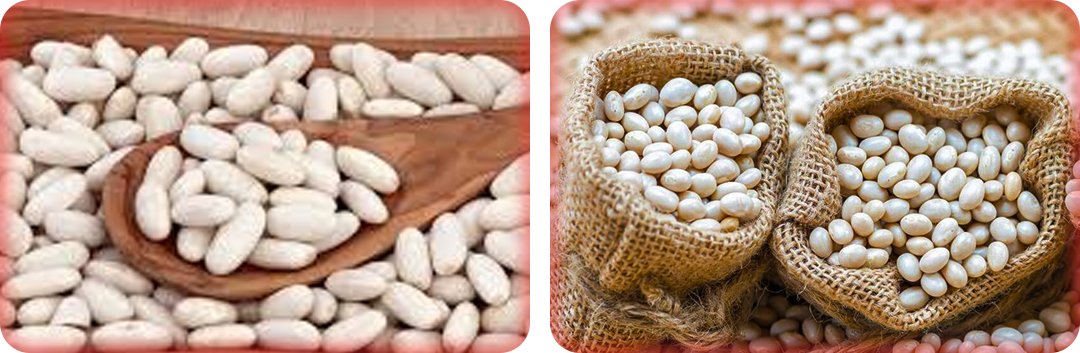 ประโยชน์ของถั่วขาว