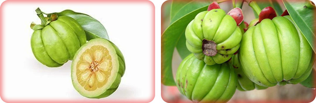 ประโยชน์ของส้มแขก