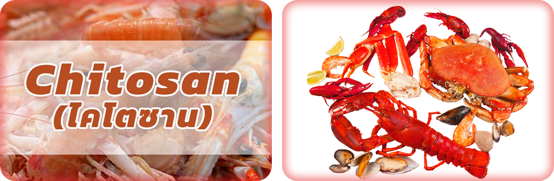 ประโยชน์ของไคโตซาน