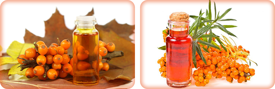 ประโยชน์ของซีบัคธอร์น ประโยชน์ของซีบัคธอร์น