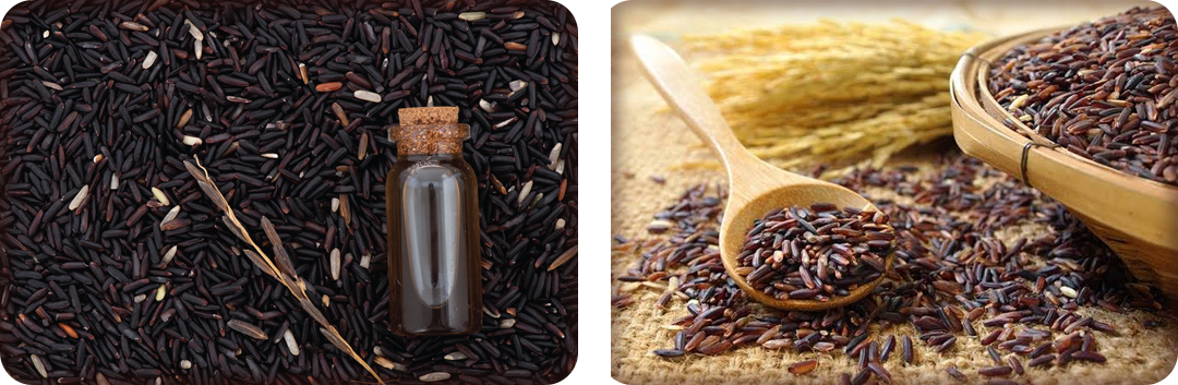 ประโยชน์ของน้ำมันรำข้าวไรซ์เบอร์รี่