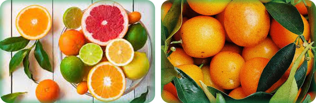ประโยชน์ของซีตรัส