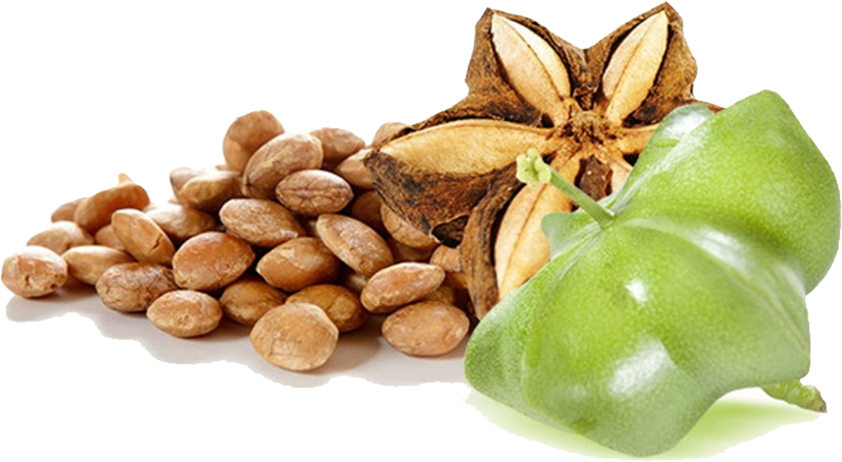 ถัวดาวอินคา ถัวดาวอินคา