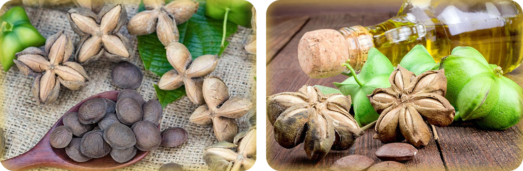 ประโยชน์จากน้ำมันถั่วดาวอินคา ประโยชน์จากน้ำมันถั่วดาวอินคา