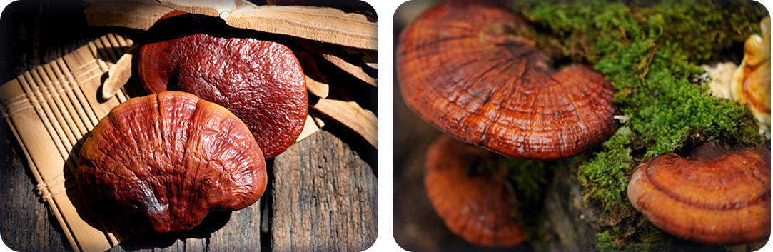 ประโยชน์ของเห็ดหลินจือ ประโยชน์ของเห็ดหลินจือ