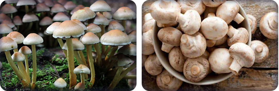 ประโยชน์ของหมวกเห็ด ประโยชน์ของหมวกเห็ด