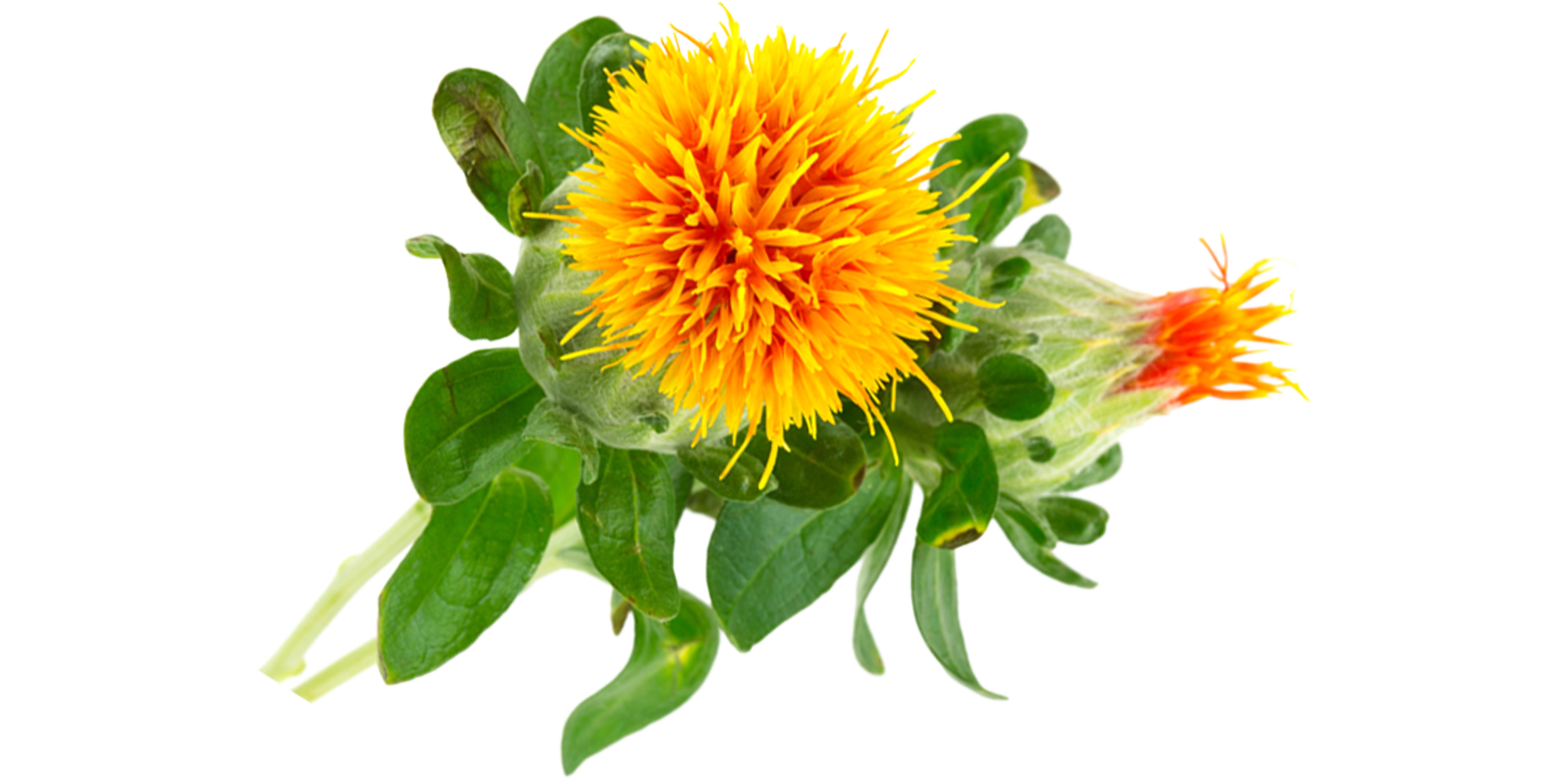 ประโยชน์ของดอกคำฝอย ประโยชน์ของดอกคำฝอย