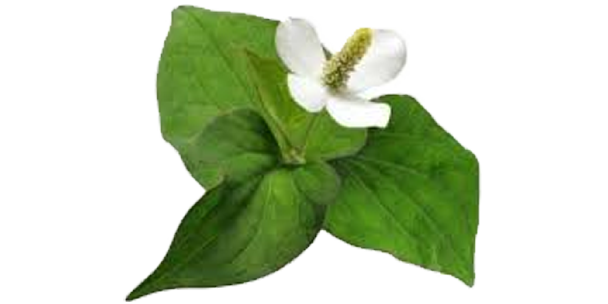 ประโยชน์ของน้ำพลูคาว ประโยชน์ของน้ำพลูคาว