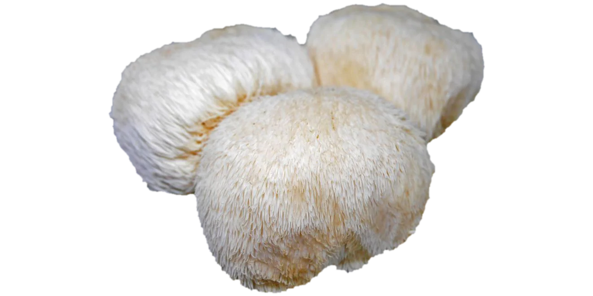 ประโยชน์ของเห็ดยามาบูชิตาเกะ ประโยชน์ของเห็ดยามาบูชิตาเกะ