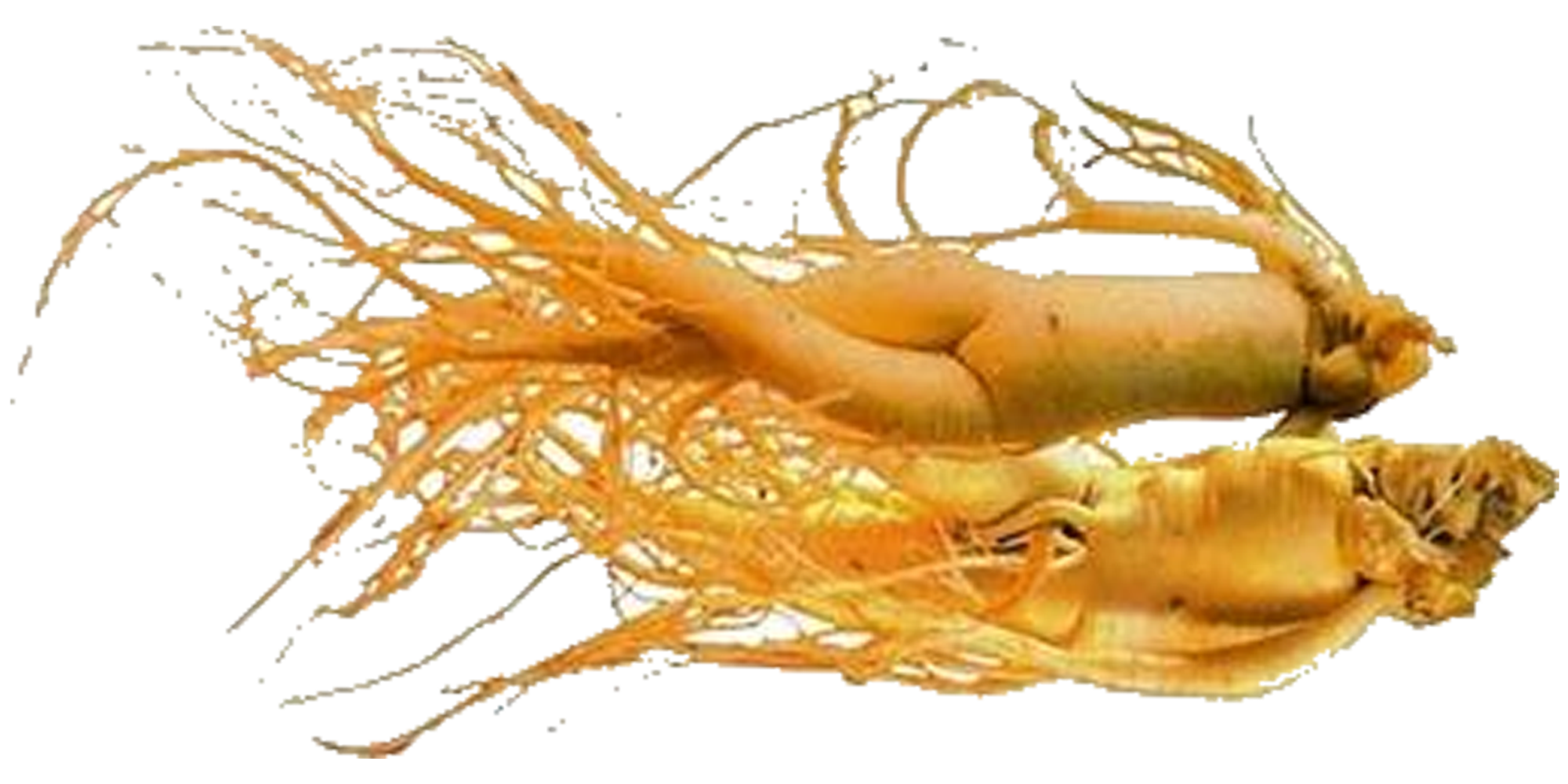 ประโยชน์ของโสมเกาหลี ประโยชน์ของโสมเกาหลี