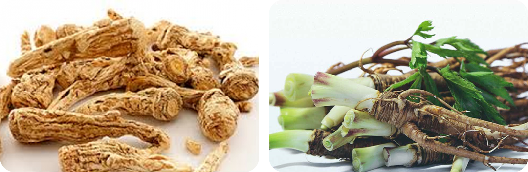 ประโยชน์ของ สารสกัดจากตังกุย