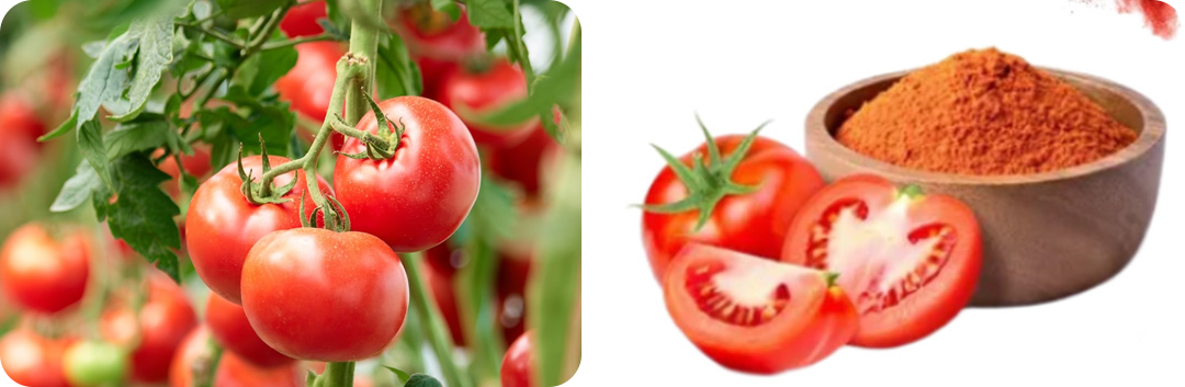 ประโยชน์ของ สารสกัดจากมะเขือเทศ