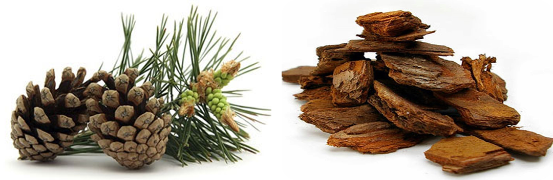 ประโยชน์ของ สารสกัดจากเปลือกสน