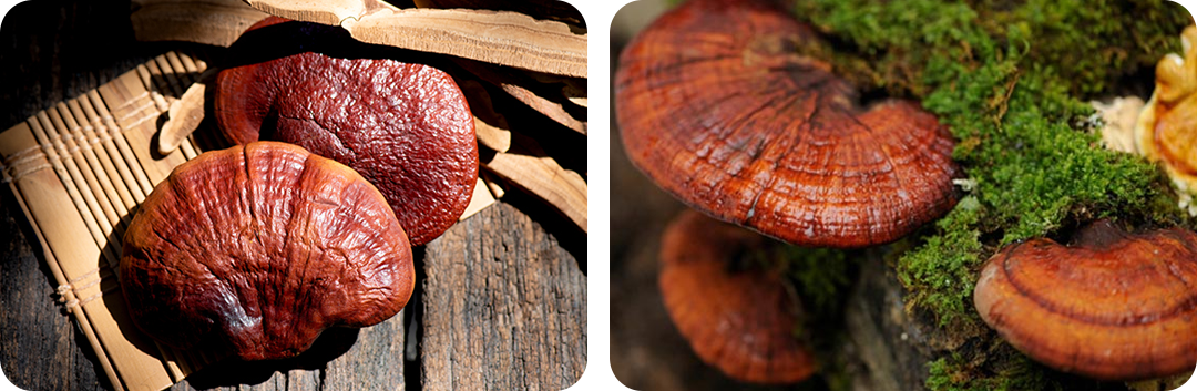 ประโยชน์ของ เห็ดหลินจือ