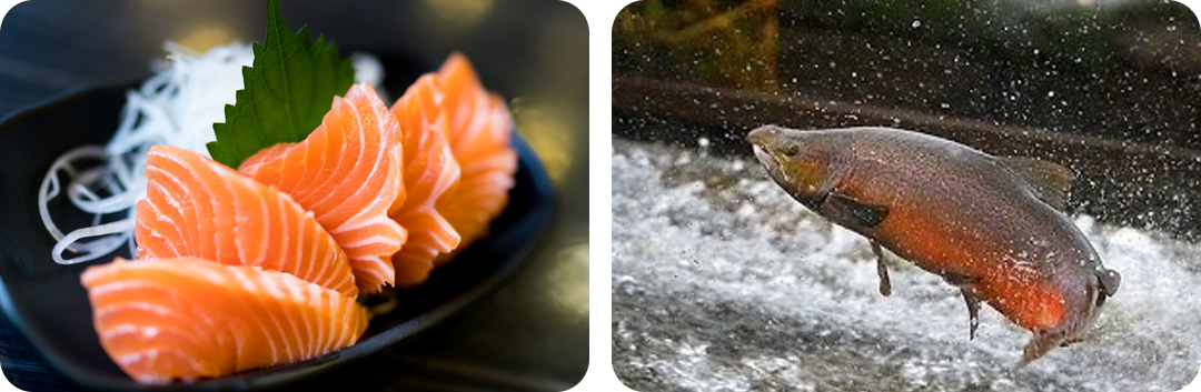 ประโยชน์ของ คอลลาเจนเปปไทด์