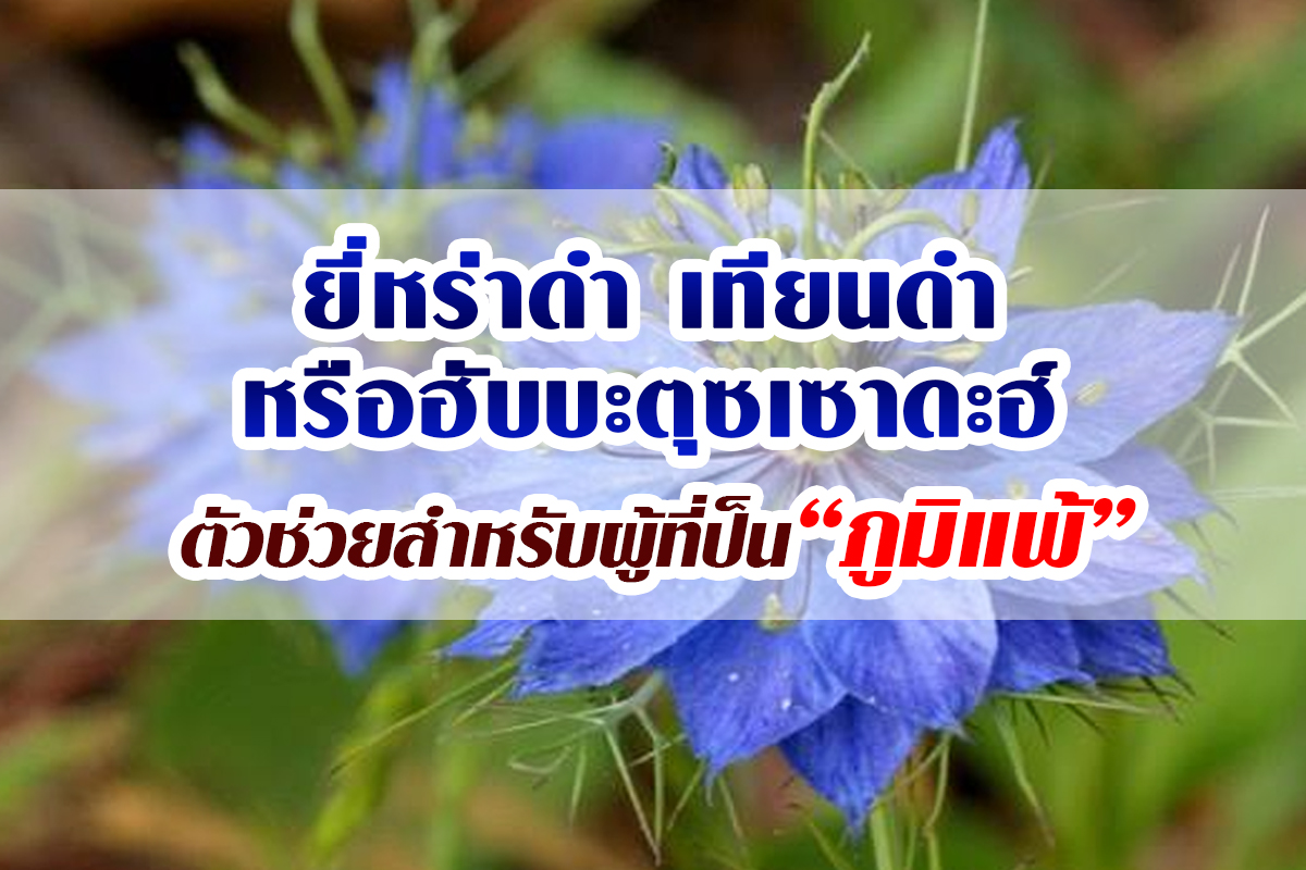ยี่หร่าดำ เทียนดำ ฮับบะตุซเซาดะฮ์ สำหรับผู้เป็นโรคภูมิแพ้